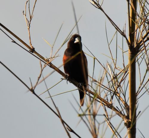 bird wildlife songbird