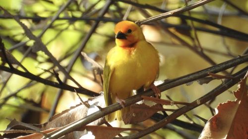 bird nature fauna