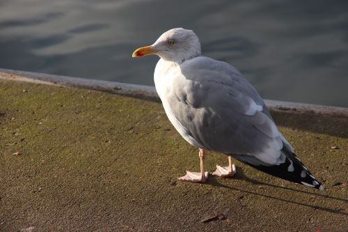 bird nature animal world