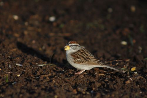 bird outdoors nature