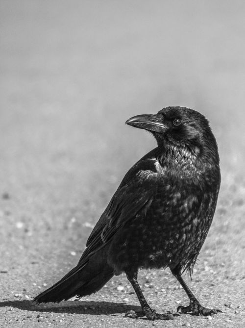 bird animal world crow