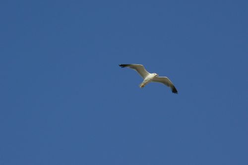 bird nature sky