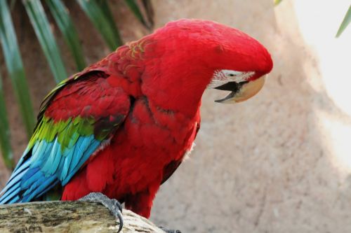 bird wing parrot