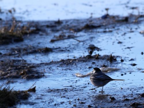 bird water pond