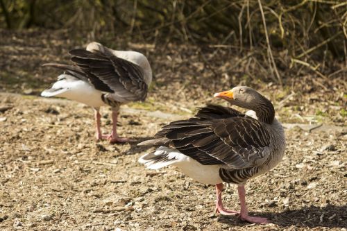 bird nature animal world