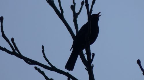 bird nature outdoors