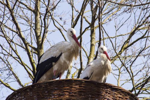 bird nature animal world