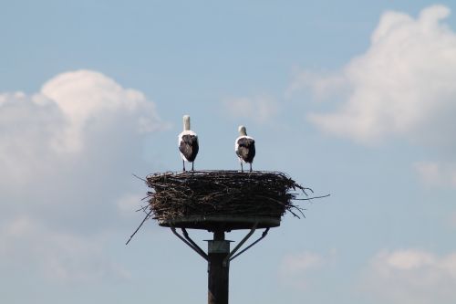 bird sky nature