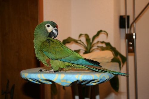 bird nature parrot