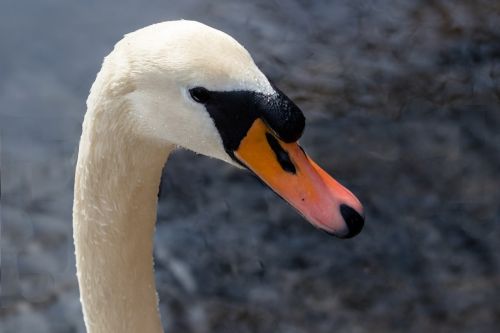 bird nature swan