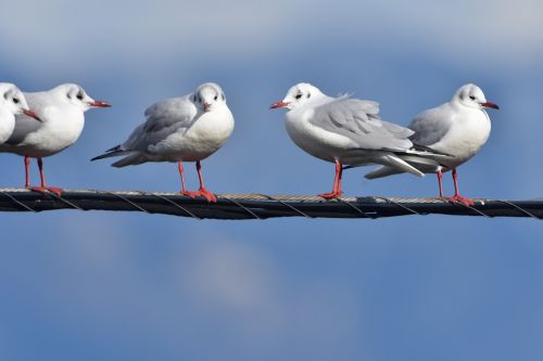 bird wild animals animal