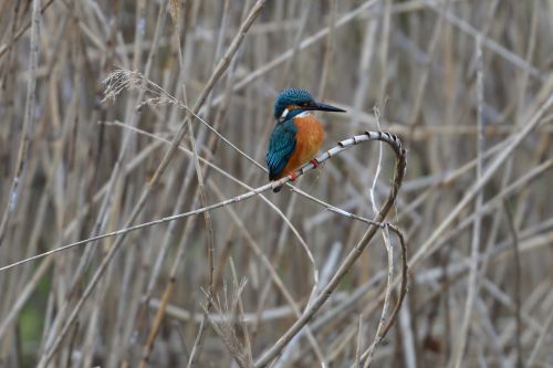 bird natural wild animals