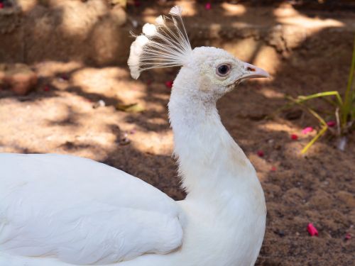 bird nature animal