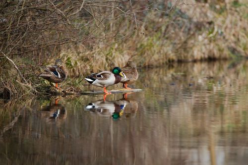 bird nature waters