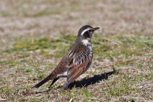 bird wild animals natural