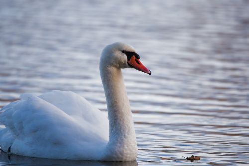 bird swan waters