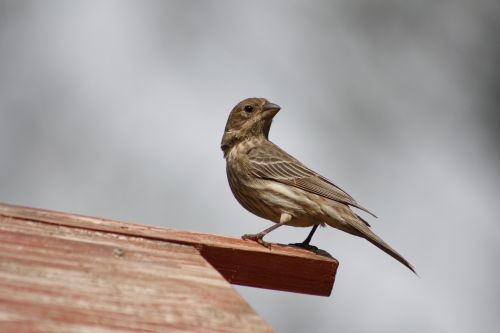 bird nature outdoors