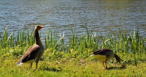 bird animal world nature