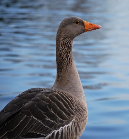 bird wildlife nature