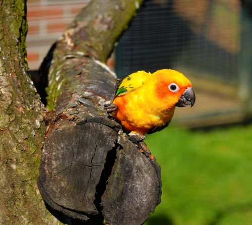 bird parrot animal world