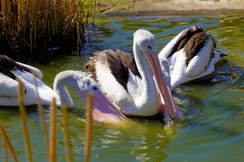 bird waters pelikan