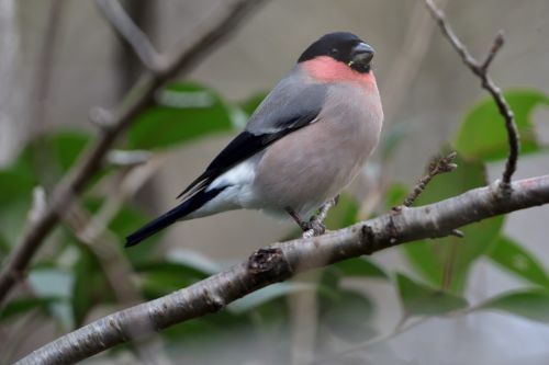 bird wild animals outdoors