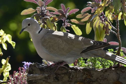 bird nature animal world