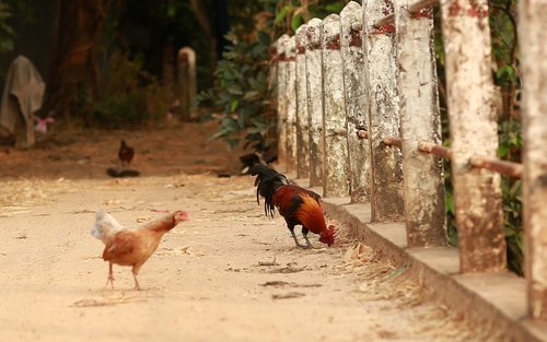 bird  nature  animal