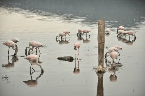 bird  water  flamingo