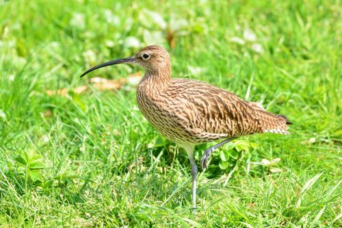 bird water bird animal