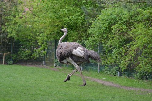 bird animal nature