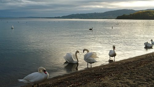 bird  body of water  lake