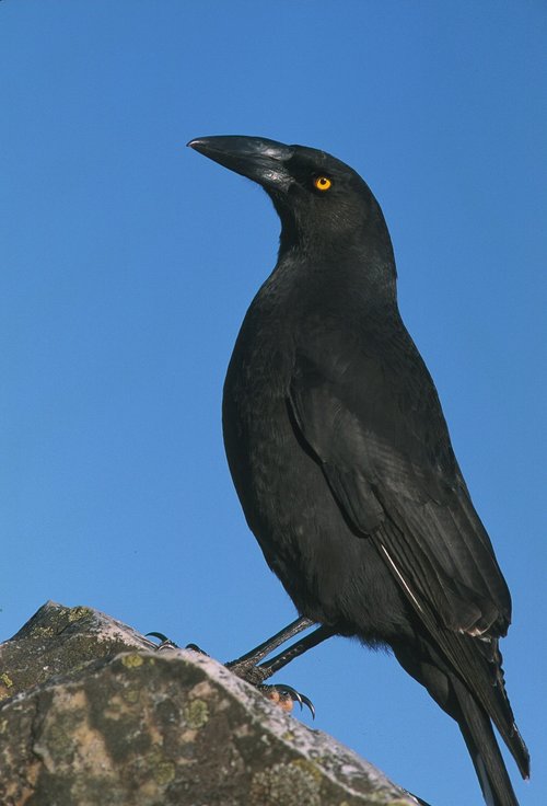 bird  black bird  closeup