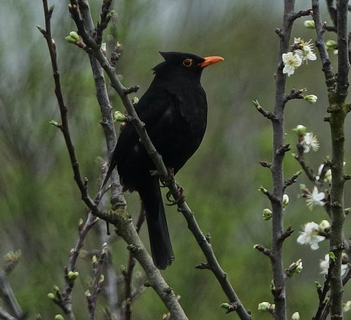 bird  merle  fauna