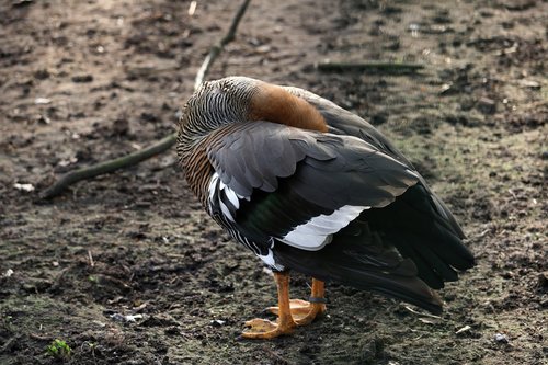 bird  animal world  nature