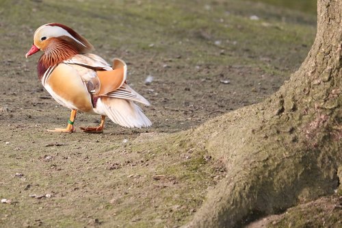 bird  nature  animal world