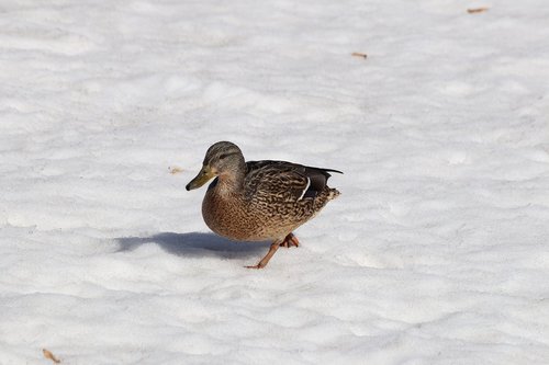 bird  winter  nature