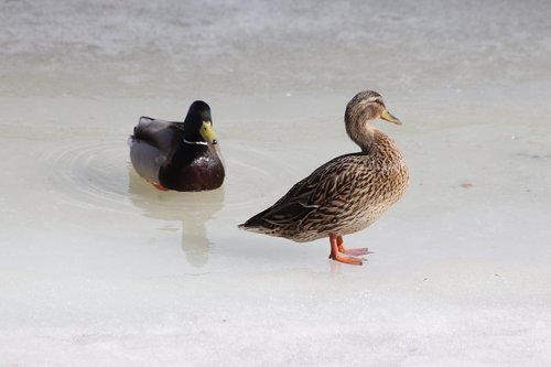 bird  duck  winter