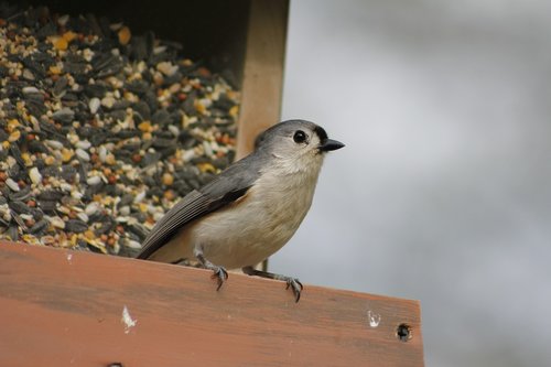 bird  outdoors  nature