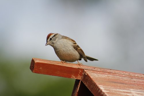 bird  wildlife  nature