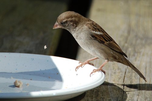 bird  mus  food