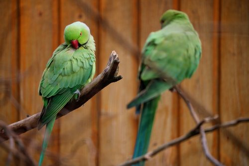 bird  animal world  parrot