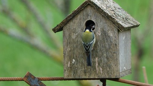 bird  fauna  nature