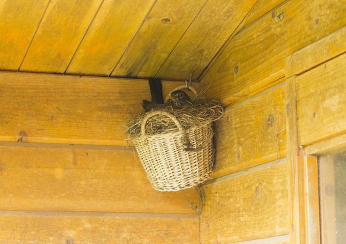 bird  nest  wood