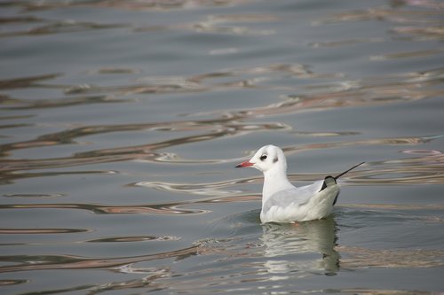 bird  water  wildlife