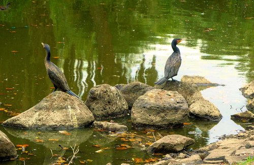 bird  water  nature