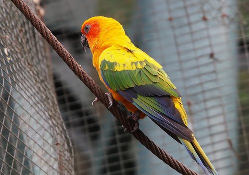 bird  parrot  nature