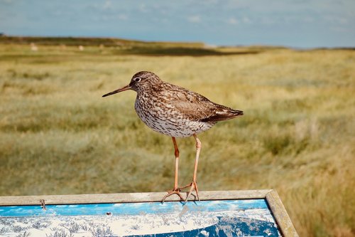 bird  nature  animal world