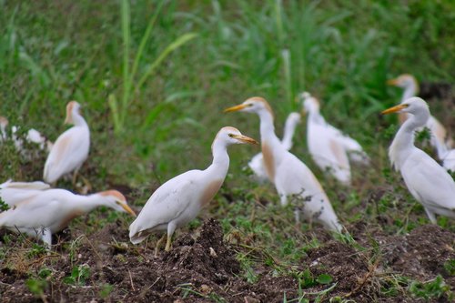 bird  egret  wildlife