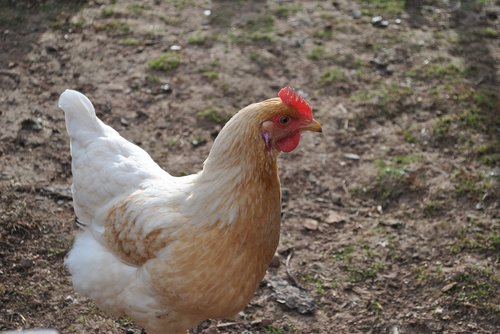 bird  poultry  nature